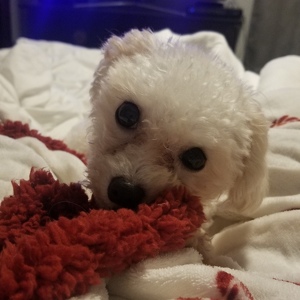 Fundraising Page: Molly Ford